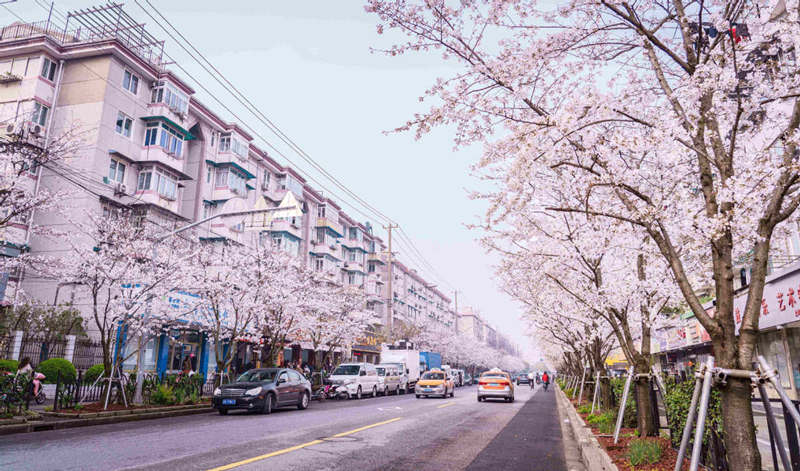 Cerezo en flor de la avenida Yongle, distrito Baoshan, Shanghai. [Foto: proporcionada a China Daily]