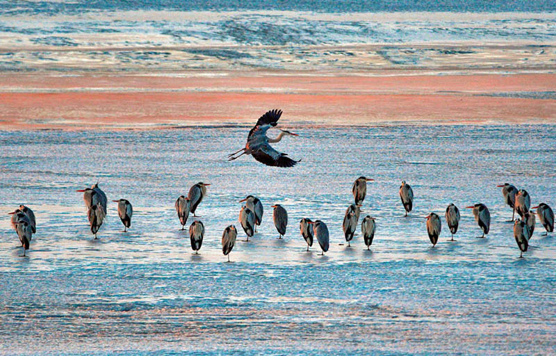 Con el aumento de las temperaturas a principios de la primavera, se han avistado un número creciente de aves migratorias cerca del río Heilong en Heihe, provincia de Heilongjiang. [Wang Dianjie / Para chinadaily.com.cn]