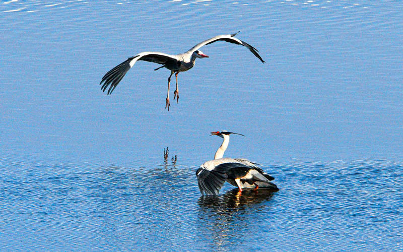 Con el aumento de las temperaturas a principios de la primavera, se han avistado un número creciente de aves migratorias cerca del río Heilong en Heihe, provincia de Heilongjiang. [Wang Dianjie / Para chinadaily.com.cn]