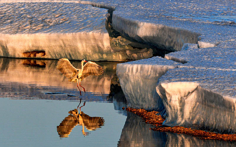 Con el aumento de las temperaturas a principios de la primavera, se han avistado un número creciente de aves migratorias cerca del río Heilong en Heihe, provincia de Heilongjiang. [Wang Dianjie / Para chinadaily.com.cn]