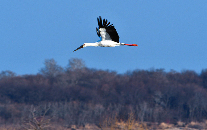 Con el aumento de las temperaturas a principios de la primavera, se han avistado un número creciente de aves migratorias cerca del río Heilong en Heihe, provincia de Heilongjiang. [Wang Dianjie / Para chinadaily.com.cn]