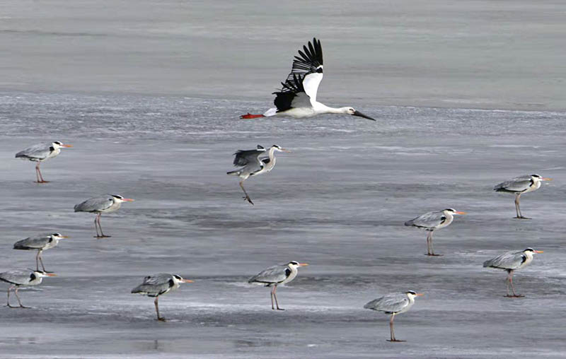 Con el aumento de las temperaturas a principios de la primavera, se han avistado un número creciente de aves migratorias cerca del río Heilong en Heihe, provincia de Heilongjiang. [Wang Dianjie / Para chinadaily.com.cn]