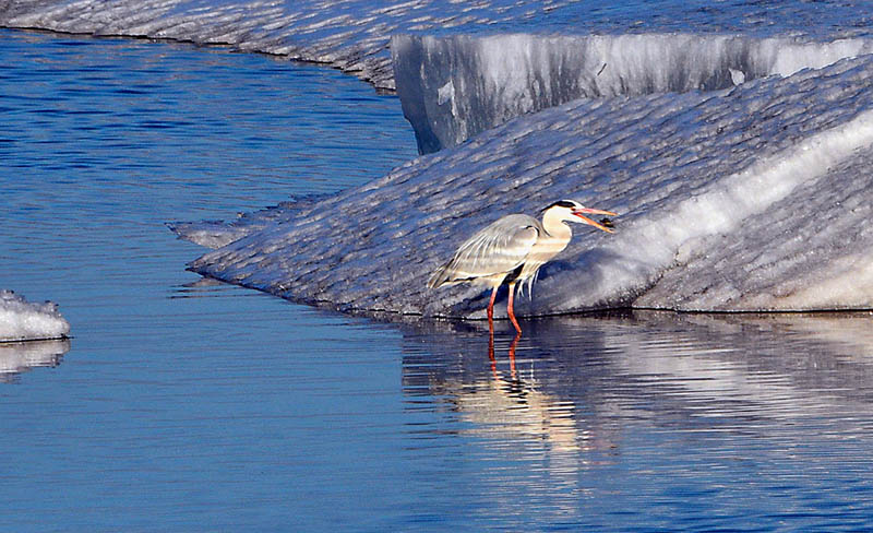 Con el aumento de las temperaturas a principios de la primavera, se han avistado un número creciente de aves migratorias cerca del río Heilong en Heihe, provincia de Heilongjiang. [Wang Dianjie / Para chinadaily.com.cn]