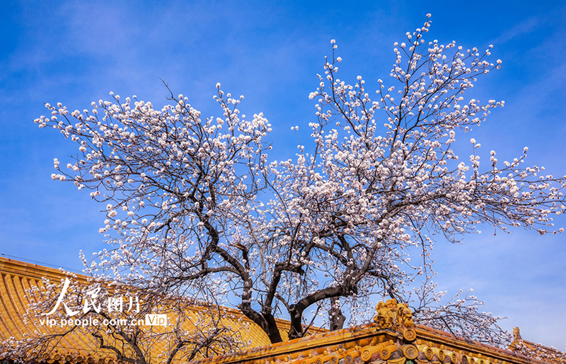 Las flores de albaricoque dan un toque primaveral a la Ciudad Prohibida 