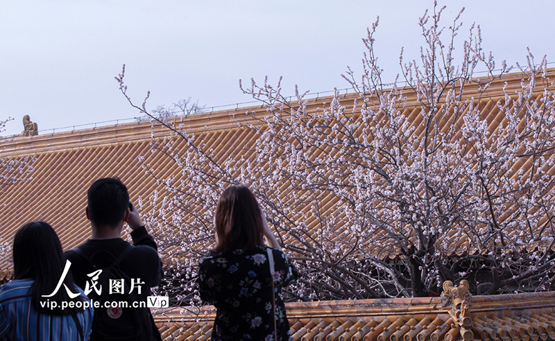 Las flores de albaricoque dan un toque primaveral a la Ciudad Prohibida 