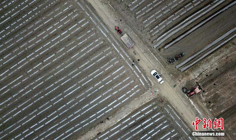 Comienza la temporada de plantación de algodón Xinjiang