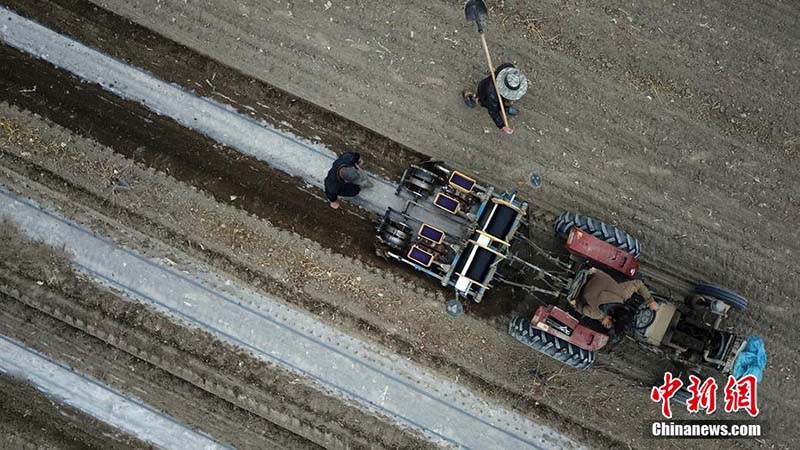 Comienza la temporada de plantación de algodón Xinjiang