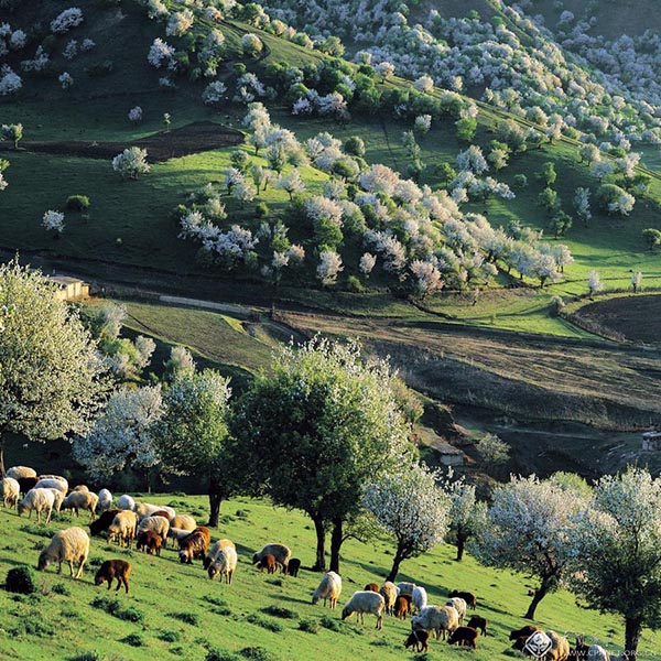 Flores de la prefectura autónoma de Kazak, Xinjiang. [Foto: Li Xueliang/cpanet.org.cn]