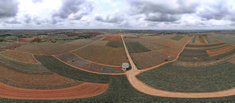 Las plantaciones de pi?a en Xuwen suman 23.333 hectáreas. [Foto: Zheng Erqi/ China Daily]