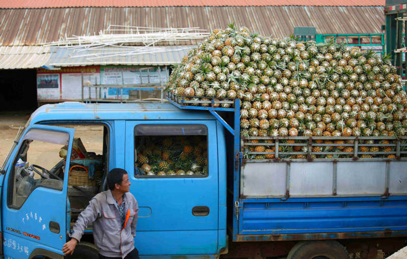 Un camión cargado de pi?as listo para salir de Qujie, condado de Xuwen en Zhanjiang, provincia de Guangdong. [Foto: Zheng Erqi/ China Daily]