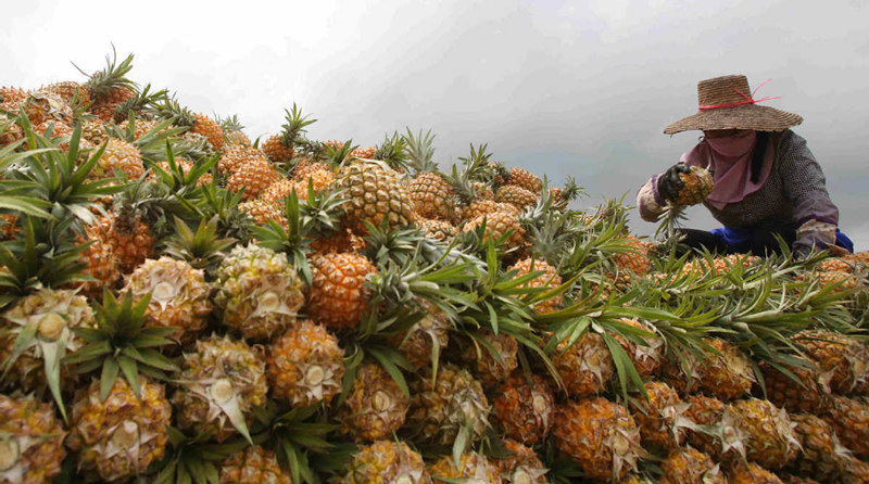 Pi?as recién cosechadas en Qujie, condado de Xuwen en Zhanjiang, provincia de Guangdong. [Foto: Zheng Erqi/ China Daily]