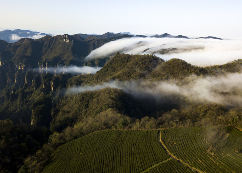 Parque de Zhangjiajie, provincia de Hunan, que ostenta la condición de Patrimonio Natural de la Humanidad, es el primer parque forestal nacional de China. [Foto: Zhou Jianxin/ China Daily]