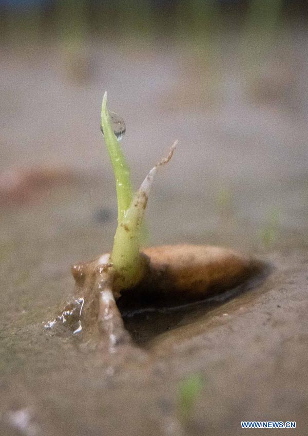 Foto tomada el 4 de marzo de 2021 muestra una semilla de arroz brotando, semilla que en el pasado hizo un viaje de ida y vuelta a la Luna a bordo de la sonda Chang'e 5, en un campo experimental de la Universidad Agrícola del Sur de China en Zengcheng, Guangzhou, capital de la provincia china de Guangdong. 