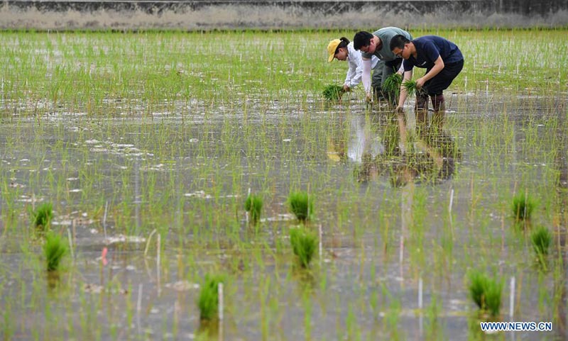 Foto del 29 de marzo de 2021 muestra a investigadores trasplantando plántulas de arroz desarrolladas a partir de semillas que en el pasado hicieron un viaje de ida y vuelta a la Luna a bordo de la sonda Chang'e 5, en un campo experimental de la Universidad Agrícola del Sur de China en Zengcheng, Guangzhou, capital de la provincia china de Guangdong.