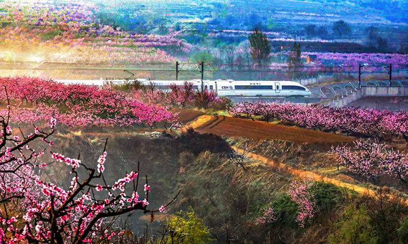 Un tren de alta velocidad pasa por los campos de flores en una sección de la vía férrea Qingdao-Yancheng. (Lyv Hengwei / Para chinadaily.com.cn)