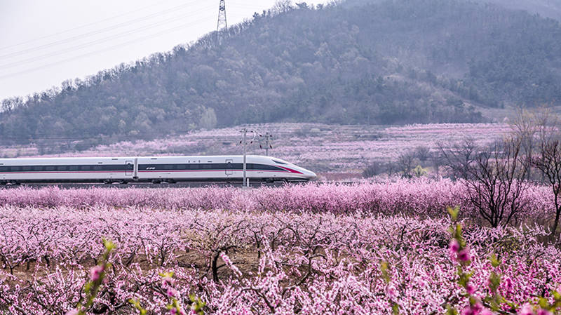 Un tren de alta velocidad pasa por los campos de flores en una sección de la vía férrea Qingdao-Yancheng. (Lyv Hengwei / Para chinadaily.com.cn)