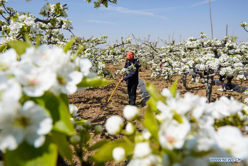 Granjero prepara el campo de árboles frutales en Heipo, provincia de Jiangsu, 5 de abril del 2021. [Foto: Xinhua]