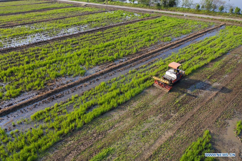 Agricultores en Hongqi, provincia de Zhejiang, 5 de abril del 2021. [Foto: Xinhua]