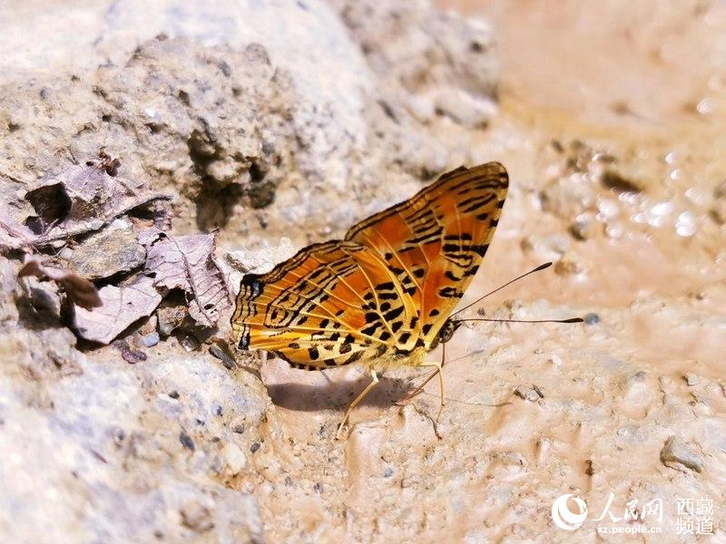 Mariposas tibetanas: bailarinas de la naturaleza