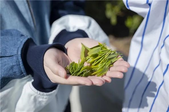 Arbustos de té crecen encima de 16 edificios de amplios ventanales vidriados en un complejo residencial de Hangzhou, provincia de Zhejiang. [Foto: proporcionada a chinadaily.com.cn]