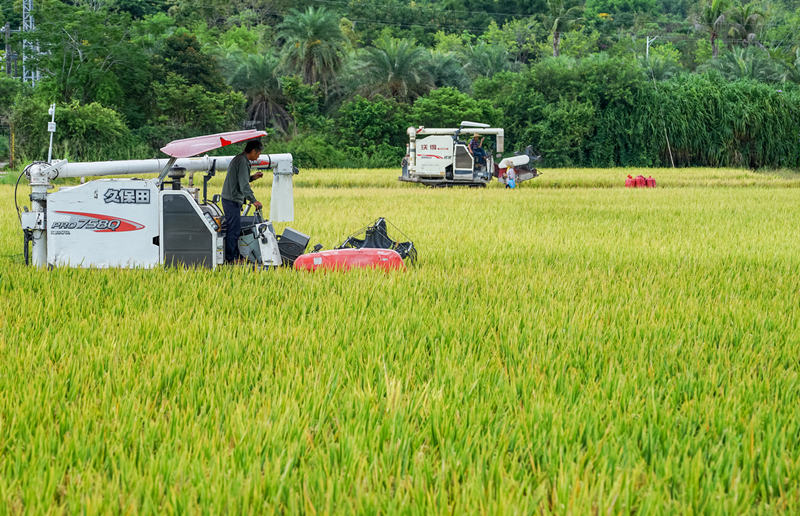 Nueva variedad híbrida altamente productiva se cultiva en los campos de demostración del Parque Nacional Paddy en Sanya, provincia de Hainan. [Foto: Wu Wei/ China Daily]