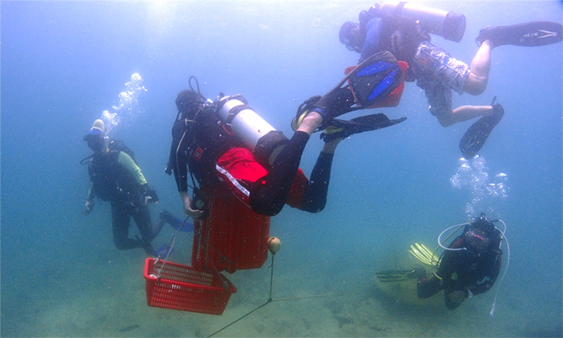 Las plántulas de coral cultivadas se llevan a un sitio de plantación. [Proporcionado a chinadaily.com.cn]