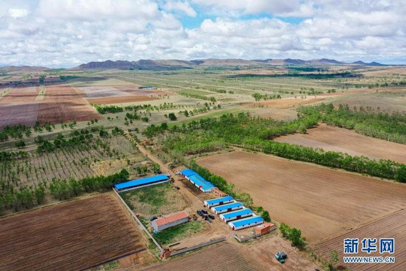 Unas hermanas jóvenes trabajan en el campo para ayudar a su padre enfermo 