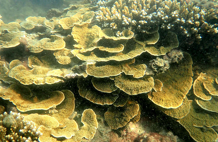 Maravillas del mundo coralino de Hainan. (Foto: Diario del Pueblo en Línea/Ji Xiang)