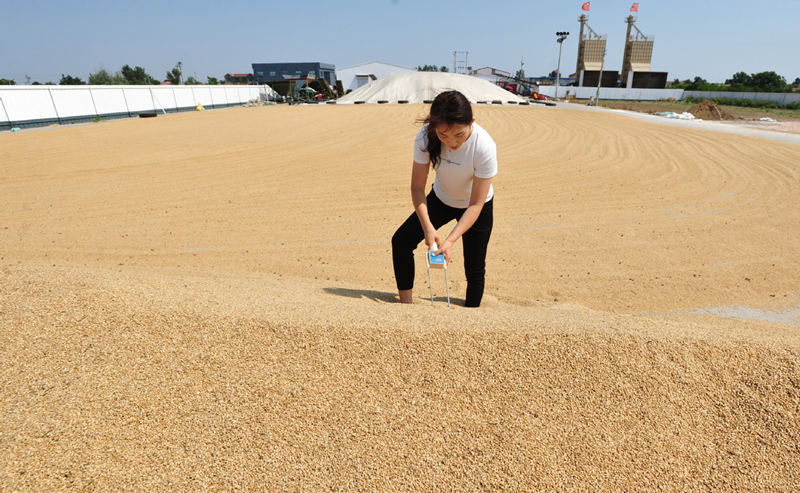 Zhang trabaja en la granja familiar, 22 de junio de 2021. [Foto/Xinhua]