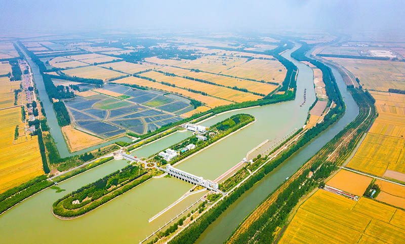 Foto tomada el 29 de mayo de 2021 muestra una vista aérea de los campos de trigo dorado en el municipio de Zhuhu, condado Sihong, ciudad de Suqian, provincia de Jiangsu en el este de China. (Foto de Zhang Lianhua / Pueblo en Línea)