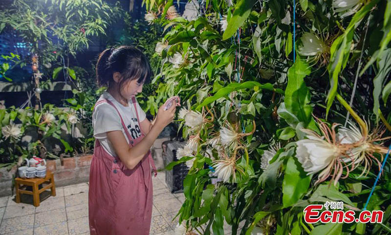 Florece la Reina de la Noche en Chengdu