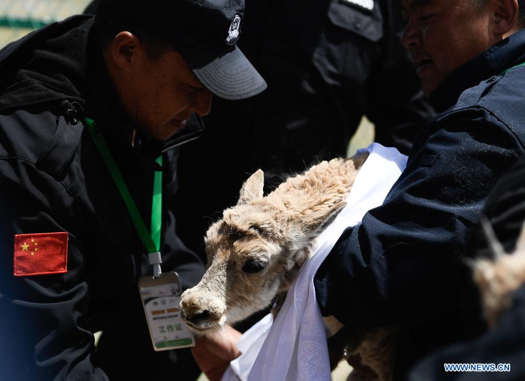 Un antílope tibetano es liberado en un centro de rescate de la vida silvestre de la Estación de Protección Sonam Dargye en Hoh Xil, provincia de Qinghai, 7 de julio del 2021. [Foto: Xinhua]