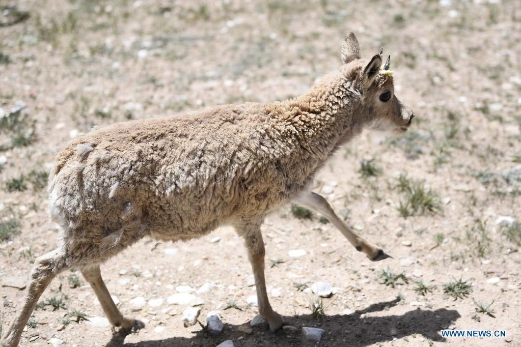 Un antílope tibetano es liberado en un centro de rescate de la vida silvestre de la Estación de Protección Sonam Dargye en Hoh Xil, provincia de Qinghai, 7 de julio del 2021. [Foto: Xinhua]