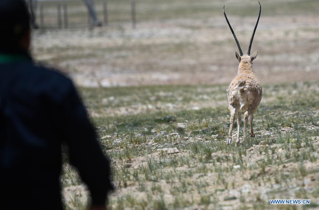 Un antílope tibetano es liberado en un centro de rescate de la vida silvestre de la Estación de Protección Sonam Dargye en Hoh Xil, provincia de Qinghai, 7 de julio del 2021. [Foto: Xinhua]