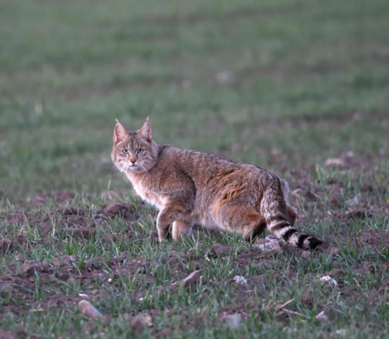 Un gato del desierto fotografiado en el Parque Nacional de la Monta?a Qilian en Qinghai. (Foto de Song Dazhao)