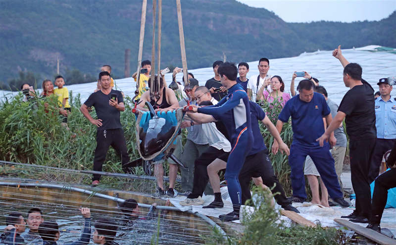 Rescatistas mueven una ballena cabeza de melón antes de devolverla al océano en Taizhou, provincia de Zhejiang, 7 de julio del 2021. [Foto: Pan Kanjun/ China Daily]