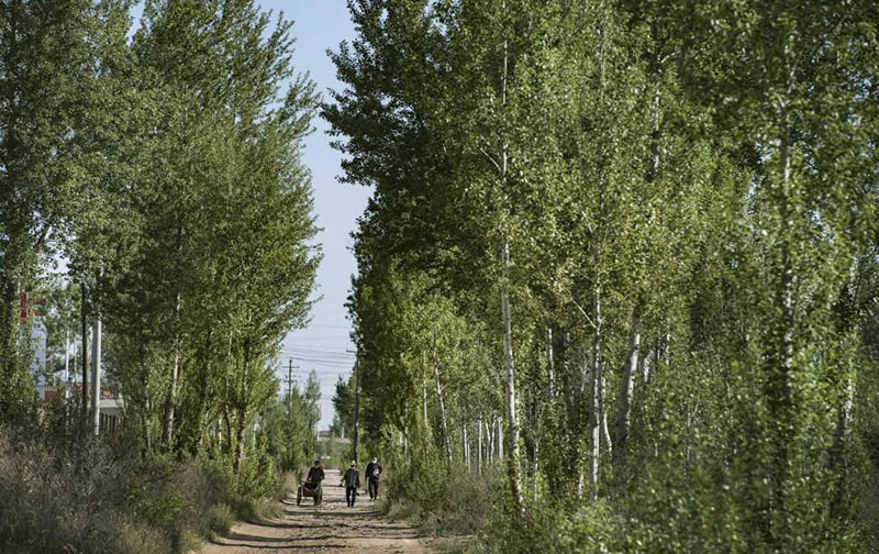 Los árboles dan sombra a un camino rural a lo largo del desierto de Maowusu en Yulin, en la provincia de Shaanxi, noroeste de China, el 26 de mayo de 2020. (Foto de Tao Ming / Xinhua)