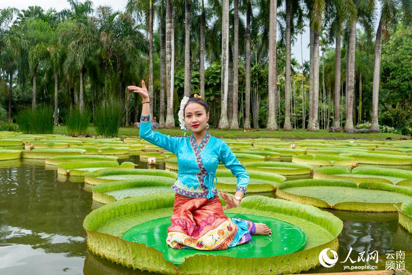 Las hojas del nenúfar Victoria son lo suficientemente grandes como para que una persona pueda sentarse, Xishuangbanna, Yunnan. (Foto: Pueblo en Línea)