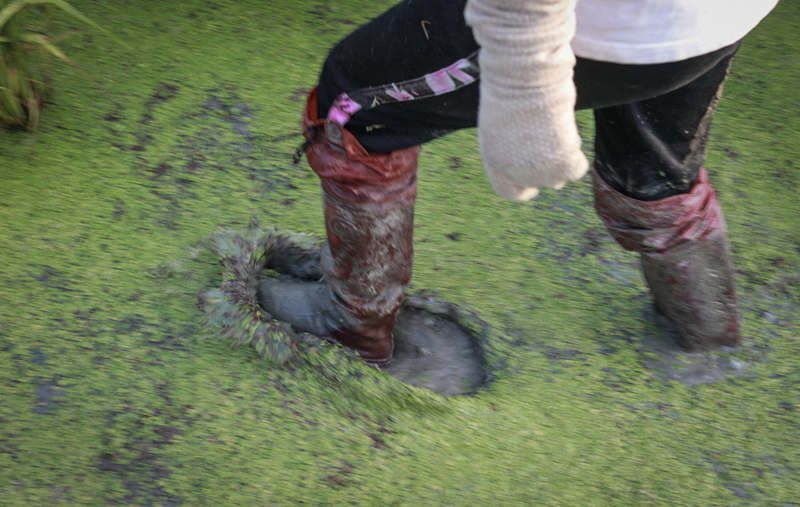 Yu Meng trabaja en un campo de arroz. [Foto: Zhang Mao/ China Daily]