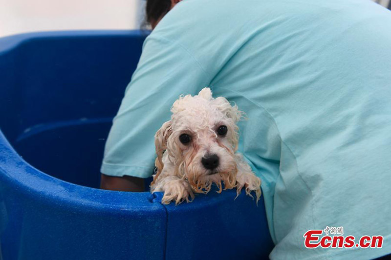 Un perro disfruta de un spa en un hotel en Changsha, capital de la provincia de Hunan, el 19 de julio de 2021. (Foto / Yang Huafeng)