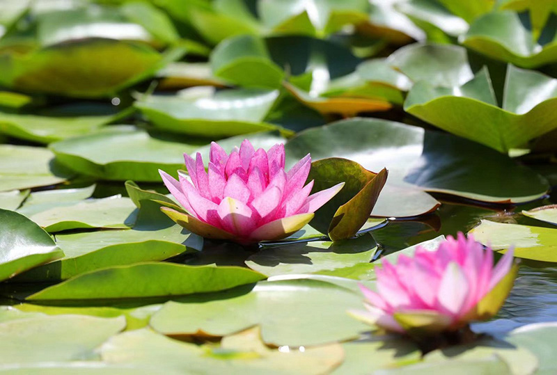 Los nenúfares florecen en Nantong