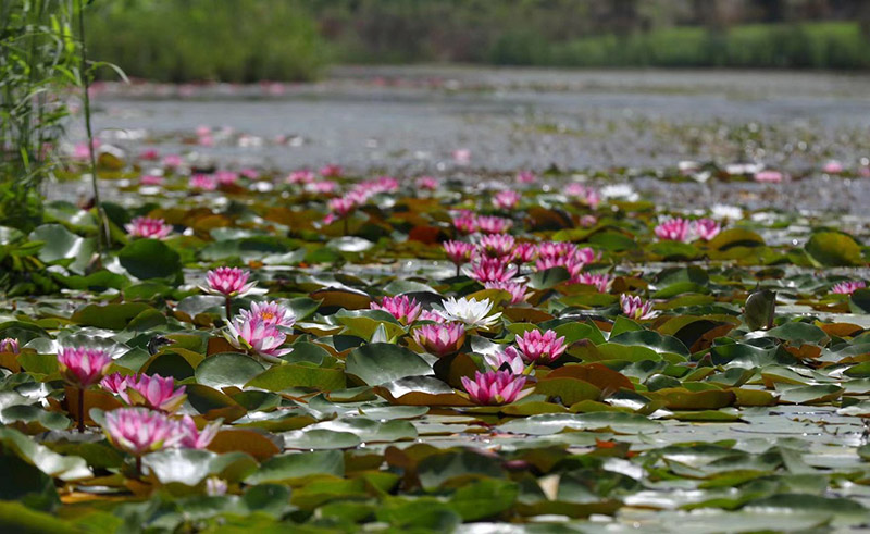 Los nenúfares florecen en Nantong