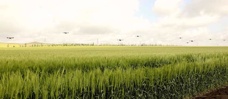 Drones de última generación se utilizan para rociar pesticidas y aplicar fertilizantes en los cultivos de Hulunbuir, región autónoma de Mongolia Interior. Para los agricultores, éste es un momento clave para el control de insectos.