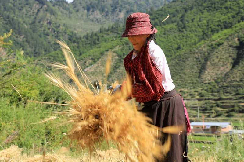 Los agricultores del condado de Diebu, en el sur de la provincia de Gansu, se mantienen muy ocupados cosechando el trigo de invierno durante el clima cálido. [Foto: Wei Dezhan/ China Daily]