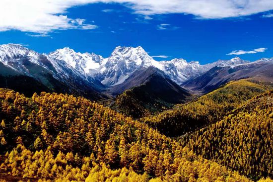 Mono dorado de Yunnan, el "elfo de las monta?as nevadas" 