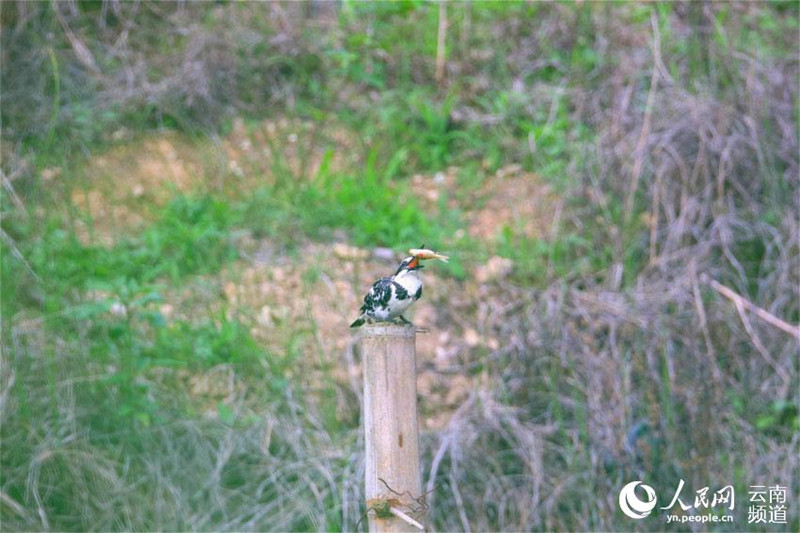 Avistan por primera vez al martín pescador pío en la reserva de Longling