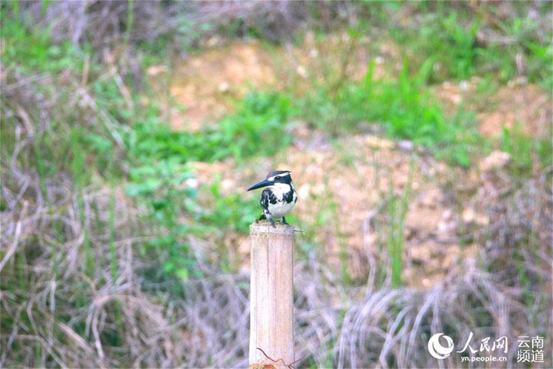 Avistan por primera vez al martín pescador pío en la reserva de Longling