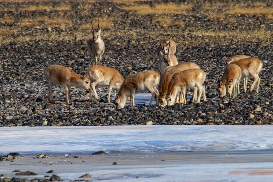 Antílopes tibetanos en el condado de Nyima del Tíbet, área de la Reserva Natural Nacional de Changthang. [Foto: Wu Xiaomin/ China Daily]