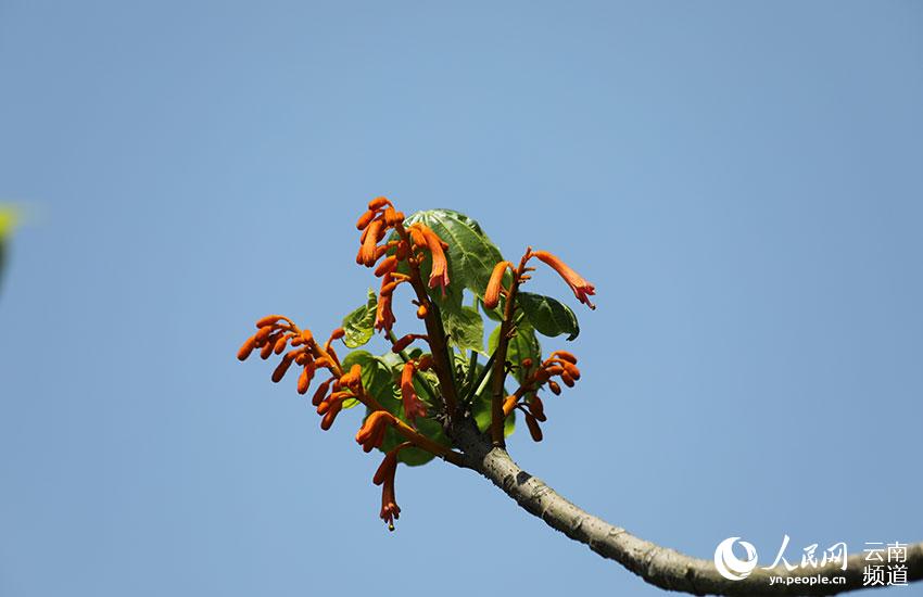 Descubren en Yunnan cuatro comunidades de una planta en peligro de extinción