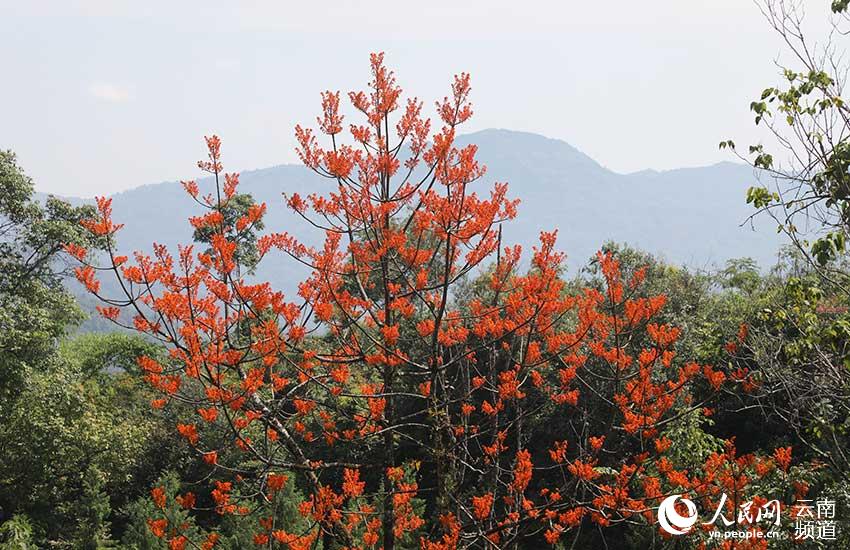 Descubren en Yunnan cuatro comunidades de una planta en peligro de extinción